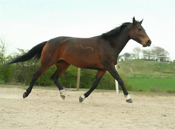 Anden særlig race Madeleine - solgt. - Lækker trav (: billede 6