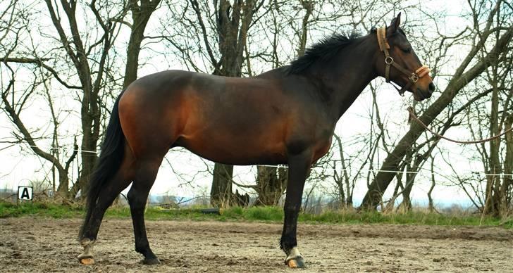 Anden særlig race Madeleine - solgt. - Helfigur. :) billede 15