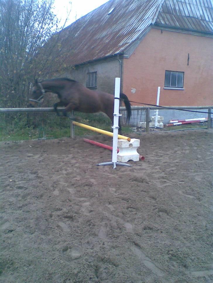 Dansk Varmblod W. Moonlight R.I.P 9-5-10 billede 13
