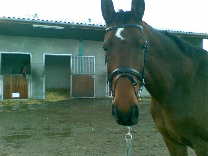 Dansk Varmblod W. Moonlight R.I.P 9-5-10 billede 14