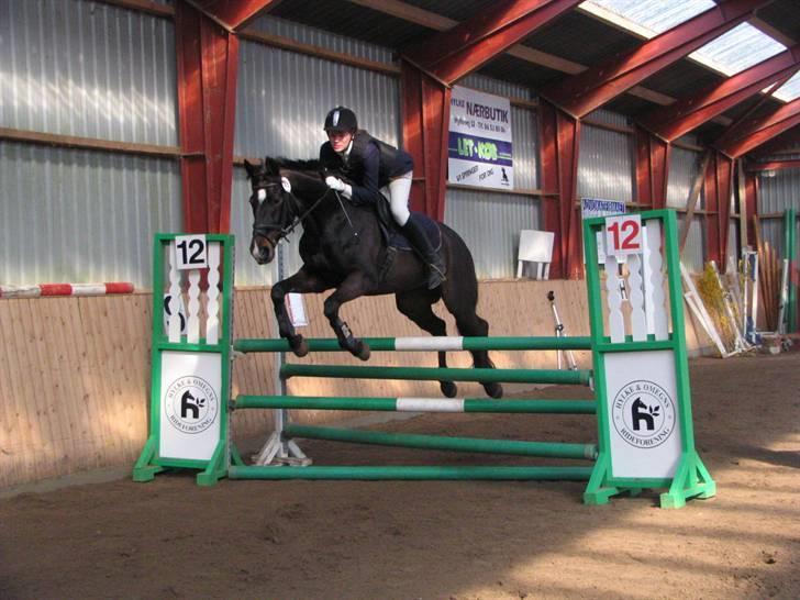 Fuldblod (XX) La Corona - LB springning Hyor billede 2