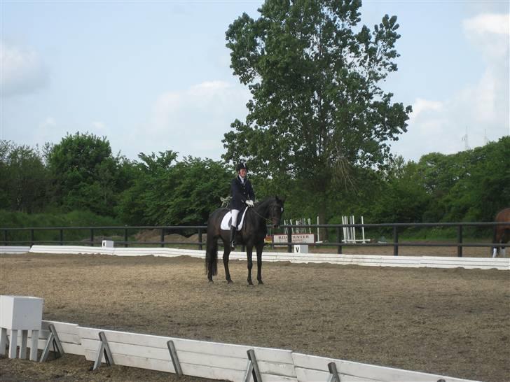 Fuldblod (XX) La Corona - Dressurstævne billede 3