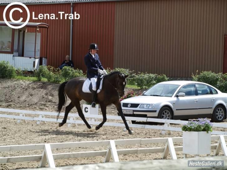 Fuldblod (XX) La Corona - Dressur til militarystævne billede 4