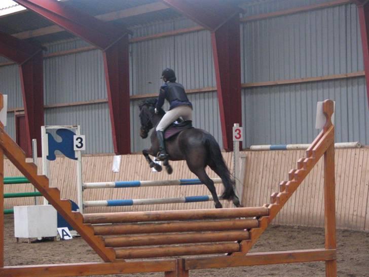 Fuldblod (XX) La Corona - LC springning Hyor billede 5