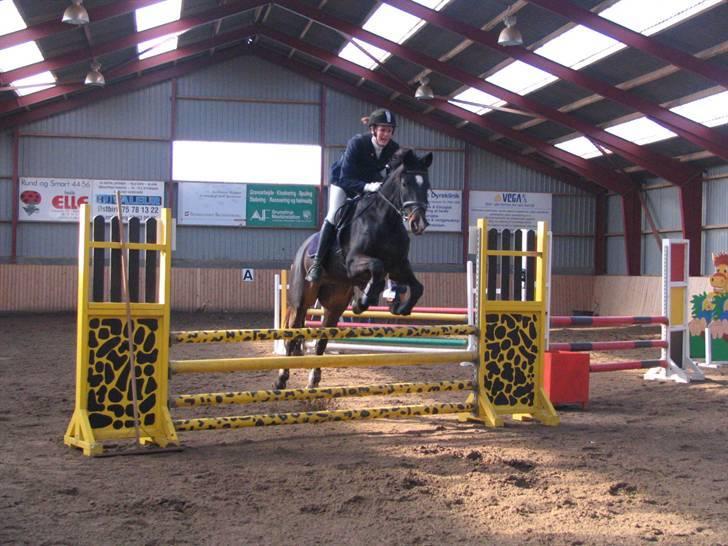 Fuldblod (XX) La Corona - LC springning Hyor billede 8