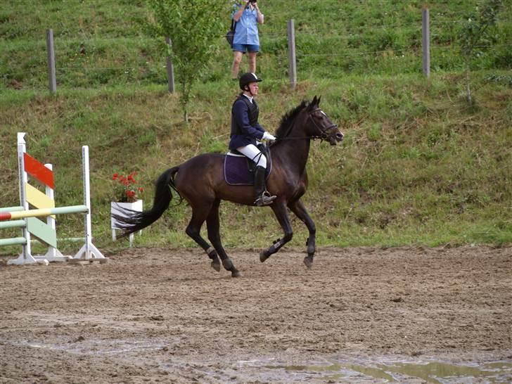 Fuldblod (XX) La Corona - Springning Skårup billede 9