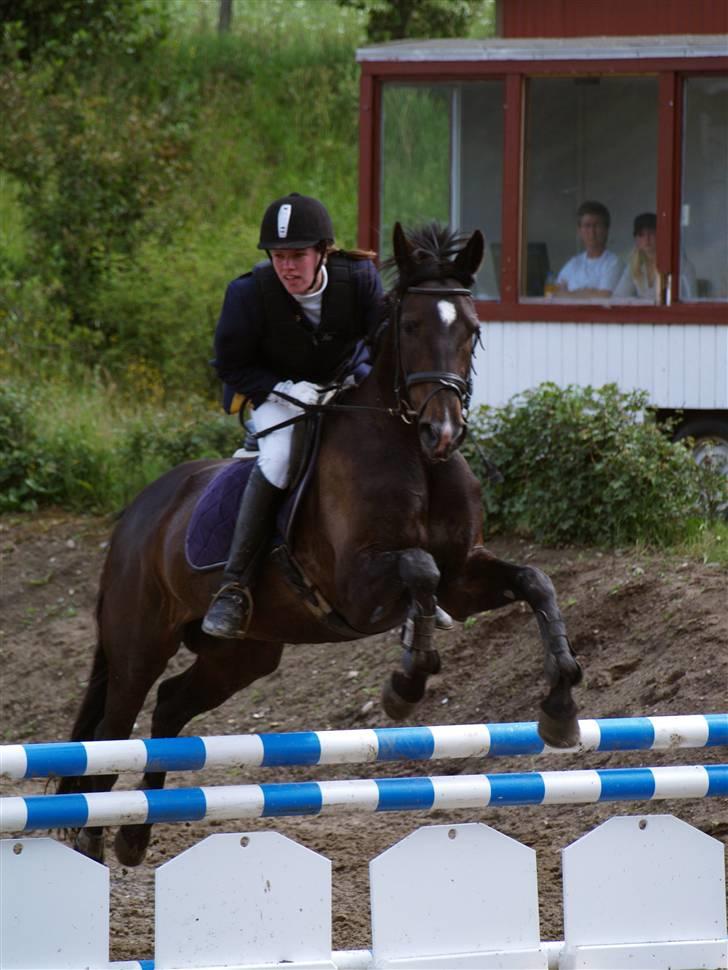 Fuldblod (XX) La Corona - 2. sidste spring Skårup billede 10