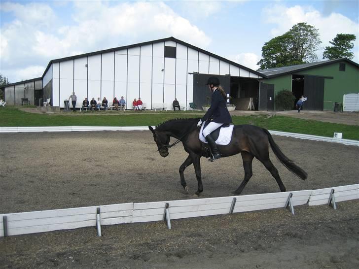 Fuldblod (XX) La Corona - Skridt for lange tøjler billede 12