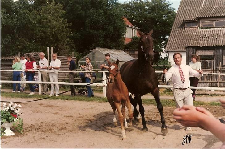 Dansk Varmblod Kermos Walt DisneyDVH 716 - Kermo´s Walt Disney DVH 716 & Louise S. Dahl - DAGENS HINGST ! billede 11