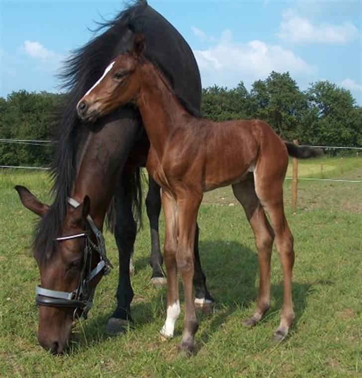 Dansk Varmblod SOLGT Mr. Miyake C billede 1