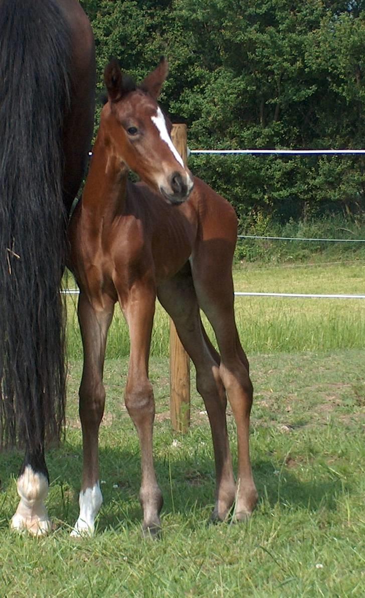 Dansk Varmblod SOLGT Mr. Miyake C billede 2