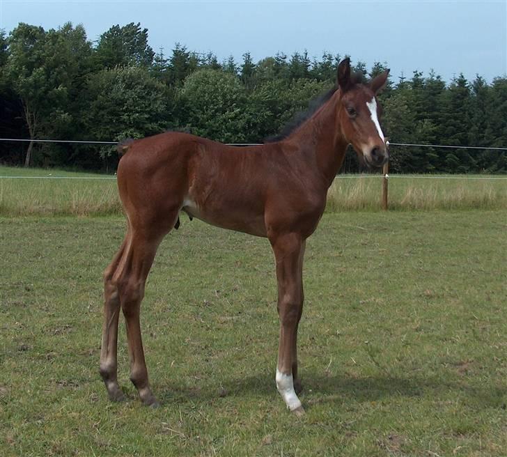 Dansk Varmblod SOLGT Mr. Miyake C billede 3