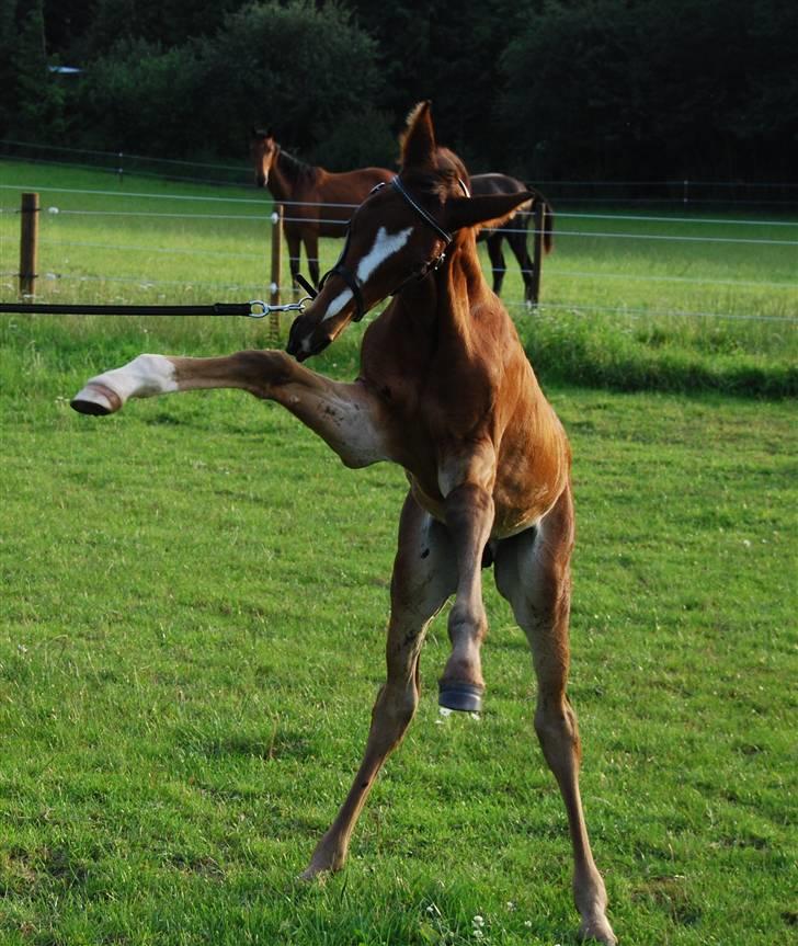 Dansk Varmblod SOLGT Mr. Miyake C - Humørbombe billede 4