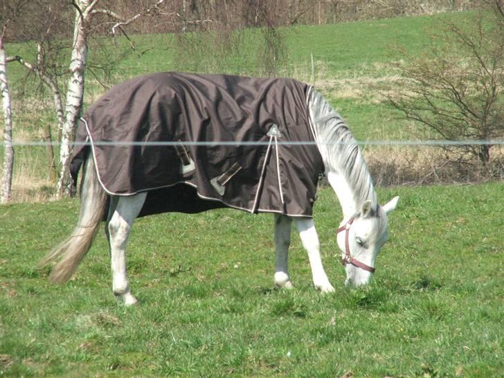 Anden særlig race Hovmarkens Lollipop R.I.P 11.12.13 - nr 14. Min dejlige pony på folden - med sit nye regndækken billede 14