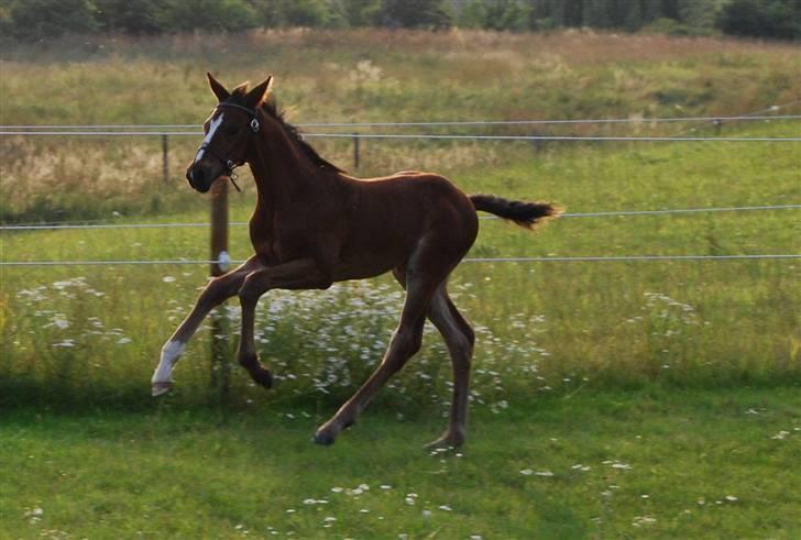 Dansk Varmblod SOLGT Mr. Miyake C billede 5
