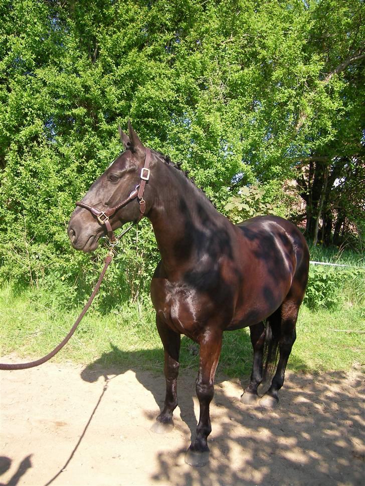 Oldenborg Columbine Højbogård - Så skulle hun lige stå model <3 billede 6