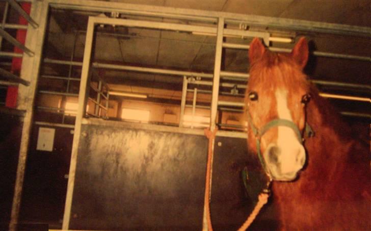 Anden særlig race Speedy Gonzales.. R.I.P - Speedy i boksen.. <33 billede 10