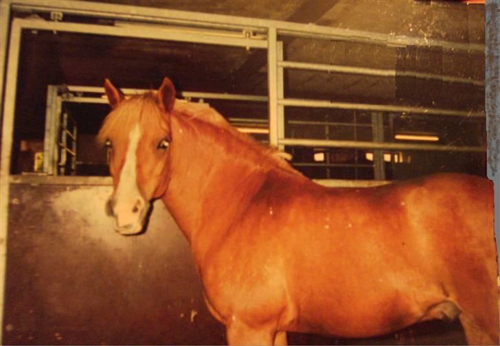 Anden særlig race Speedy Gonzales.. R.I.P - Ja Speedy du er nuttet.. ;p <33 billede 11