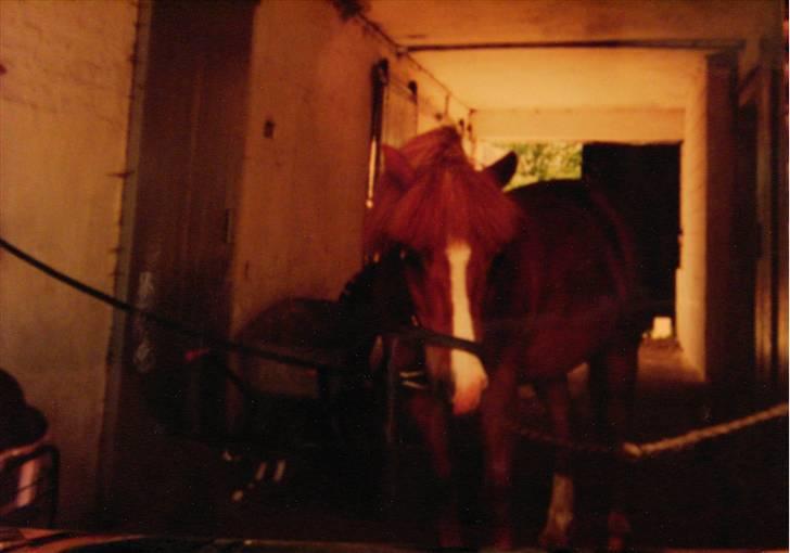 Anden særlig race Speedy Gonzales.. R.I.P - Speedy venter på guf.. <33 billede 14