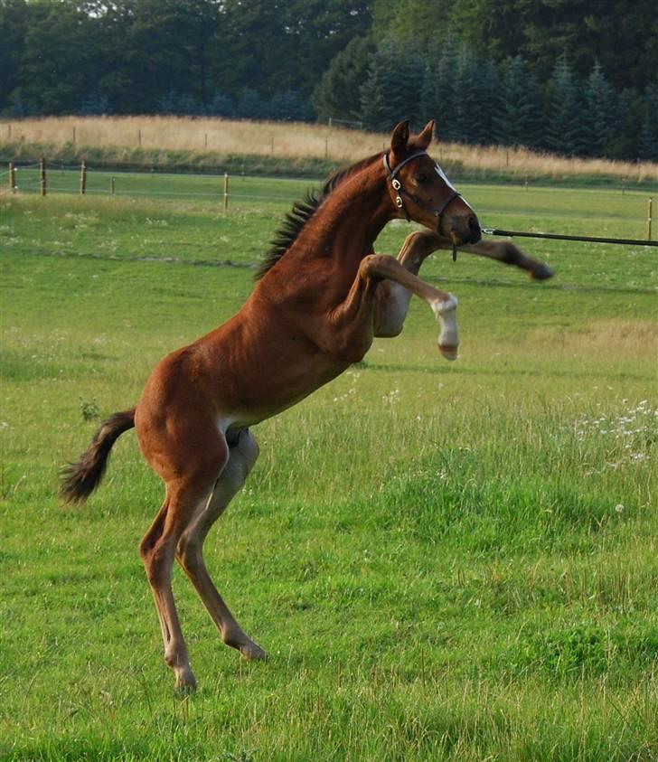 Dansk Varmblod SOLGT Mr. Miyake C billede 6