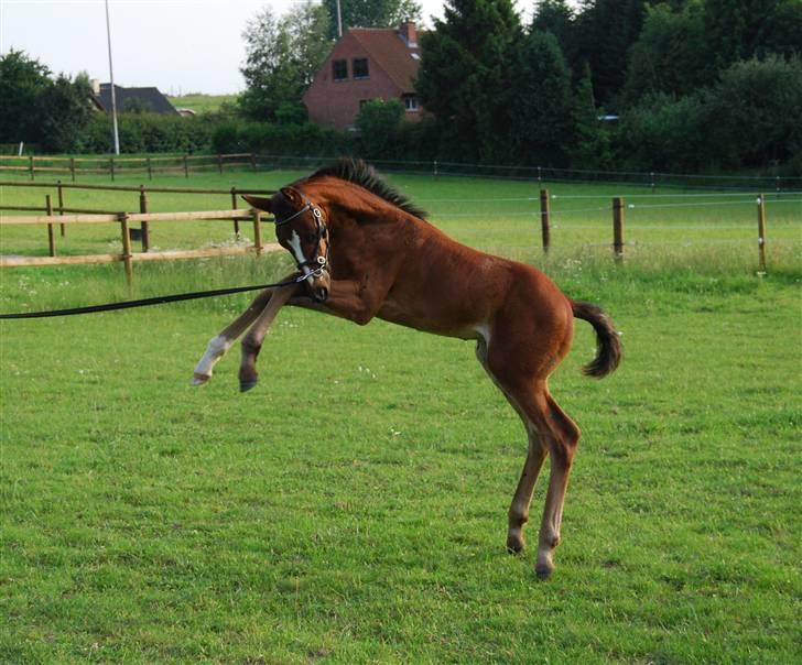 Dansk Varmblod SOLGT Mr. Miyake C billede 7