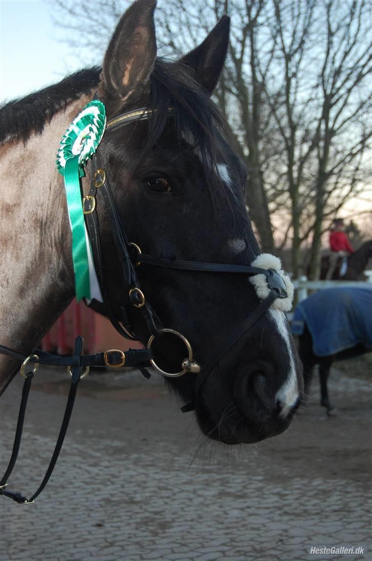 Oldenborg Lukas-solgt - Jep, han kan godt springe.... billede 4