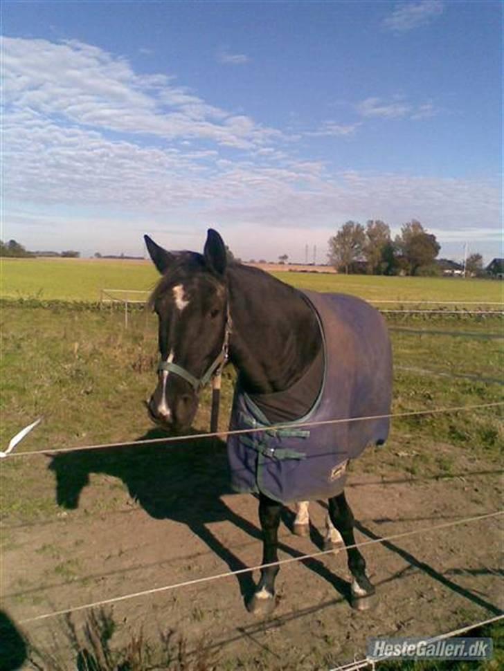 Oldenborg Lukas-solgt - Her er han bar for skøøøn.... billede 9