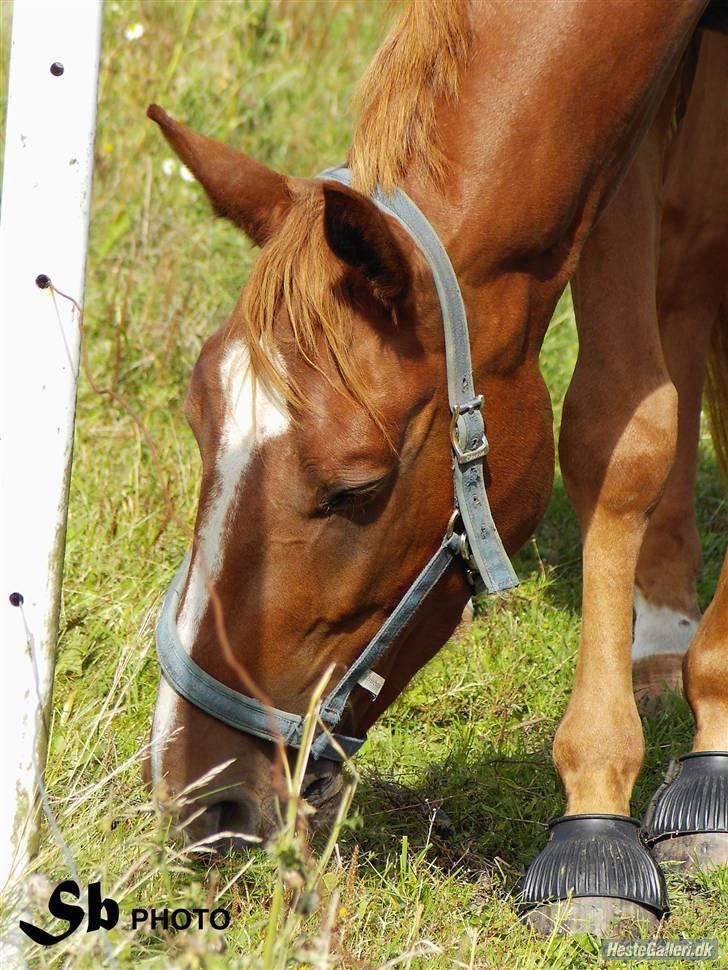 Dansk Varmblod Wald Staff - Simone fra stalden, damn hun er god (: billede 4