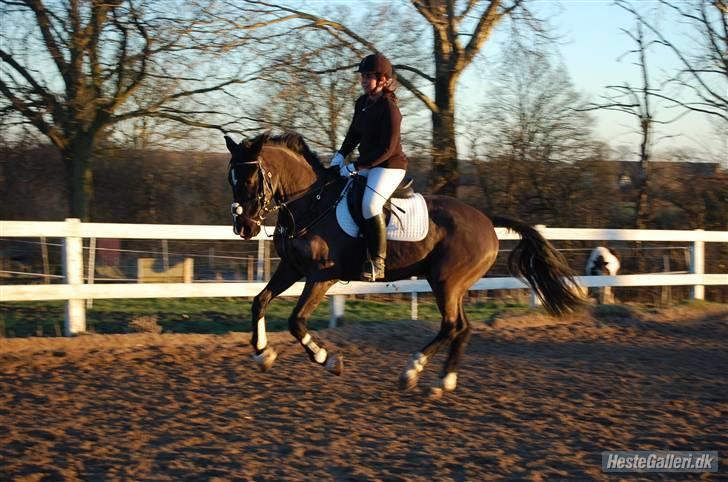 Oldenborg Lukas-solgt - Min dejlige hest... billede 13