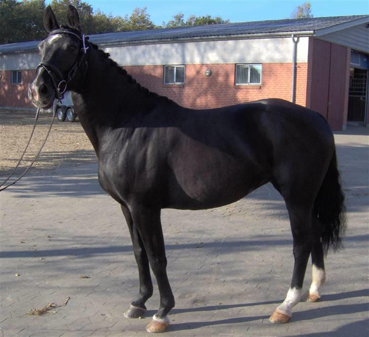 Dansk Varmblod baya - smukke baya billede 5