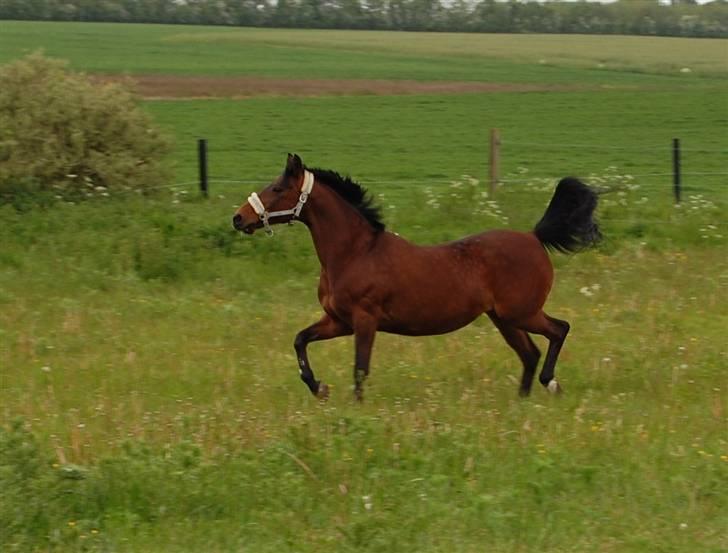 Anden særlig race Daisy DØD OG SAVNET!! :'O - min pige der hygger sig ude på marken på sin sidste dag her på jorden. DIN SJÆL VIL LEVE VIDERE I MIT HJERTE TIL EVIG TIG SKAT ! :´(<3 billede 18