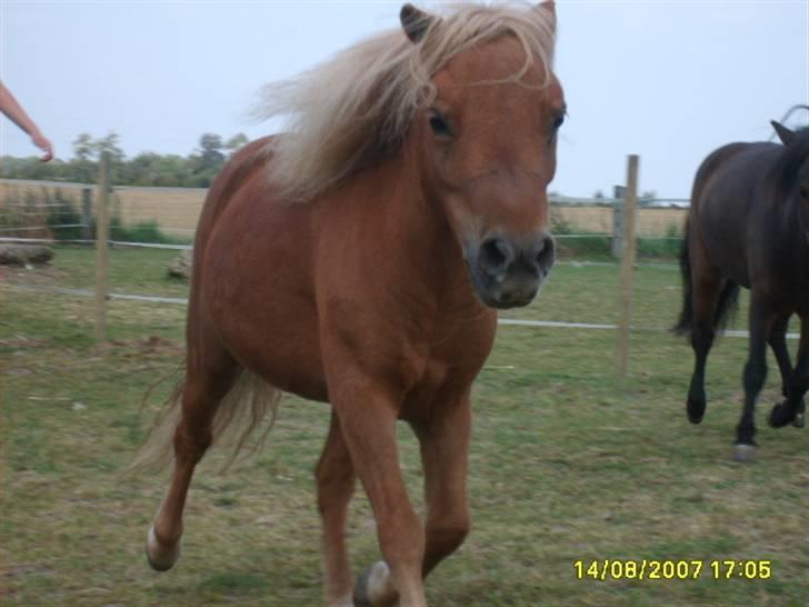 Miniature Søglimt´s Mr. Fredo - haha nu kan zavan ikke følge med... han fanger mig aldrig billede 14