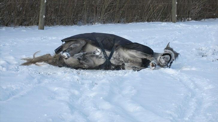 DSP Acia's Chanell billede 19