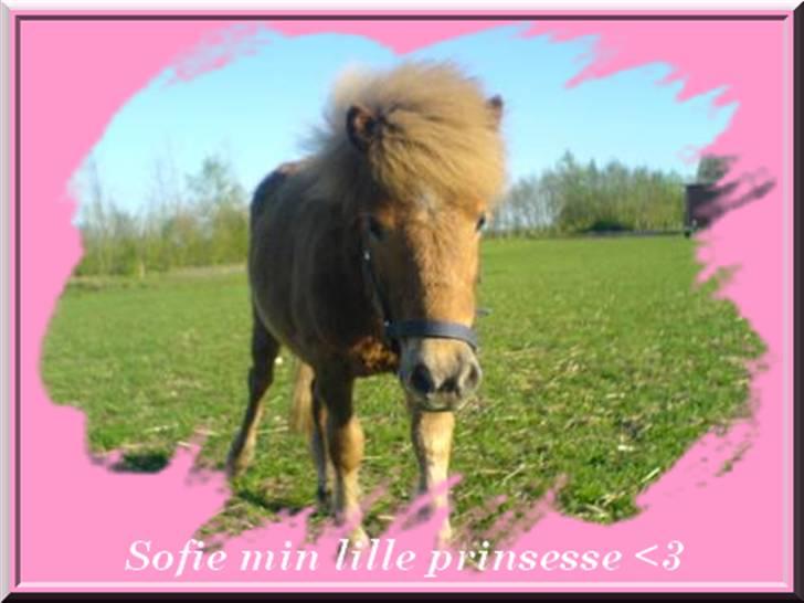 Shetlænder Sofie billede 14