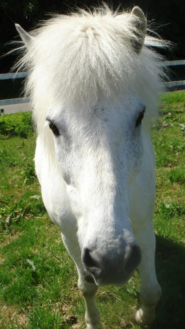 Islænder sindri fra gl.ladegård billede 12