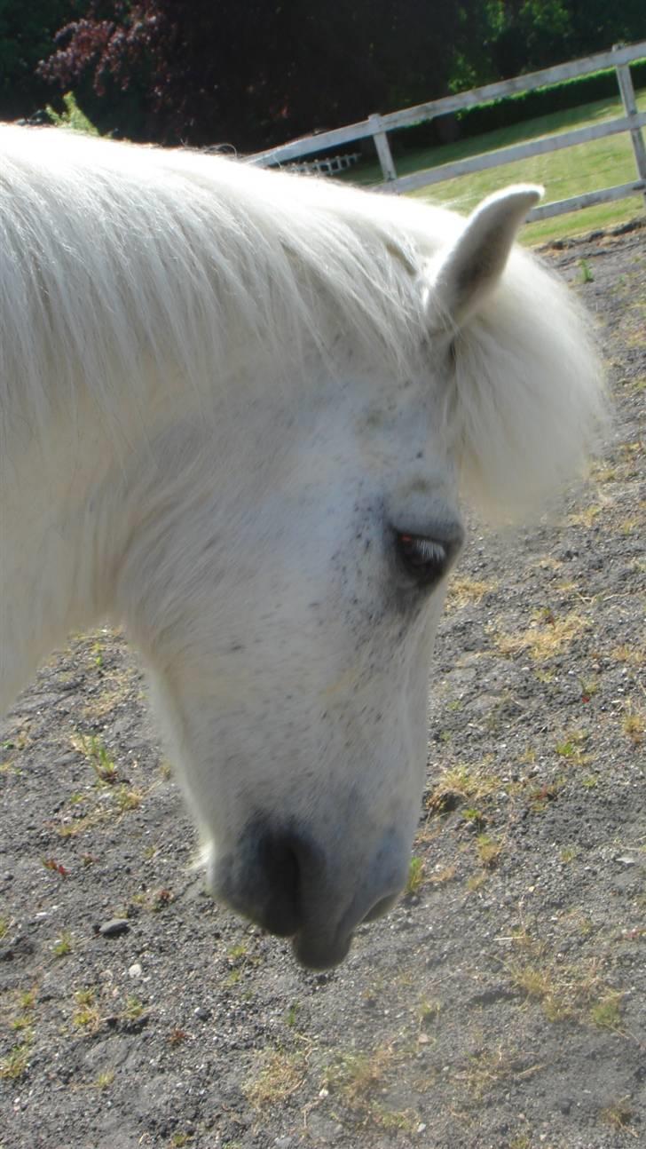 Islænder sindri fra gl.ladegård billede 13