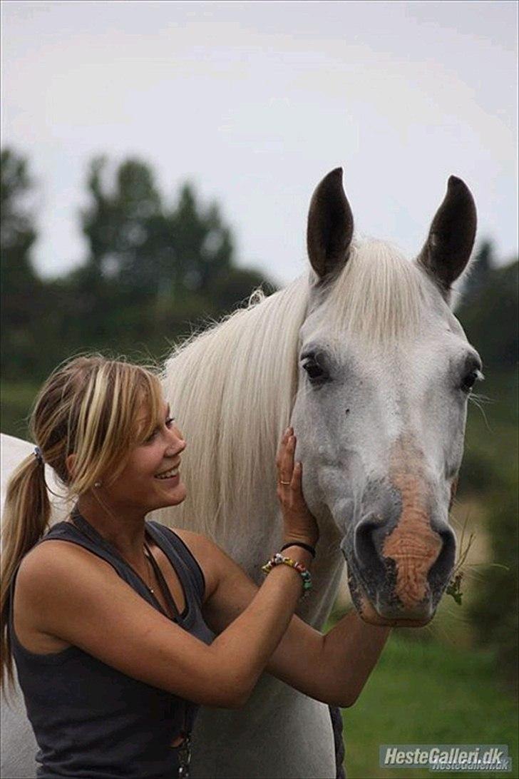 Shagya Araber (SH) SAÉN-G.. DEN HVIDE DRØM - En ven spurgte mig en dag "hvad er ægte venskab for dig?" , jeg kiggede ham i øjnene og smilede, mit svar var simpelt, "Saén.." <3  28/08-2010 billede 1