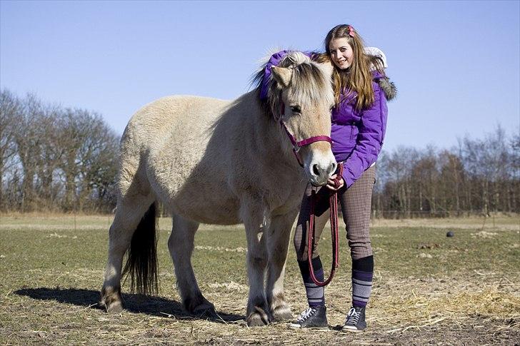 Fjordhest Lulu - Foto: Lisa Hornbæk billede 1