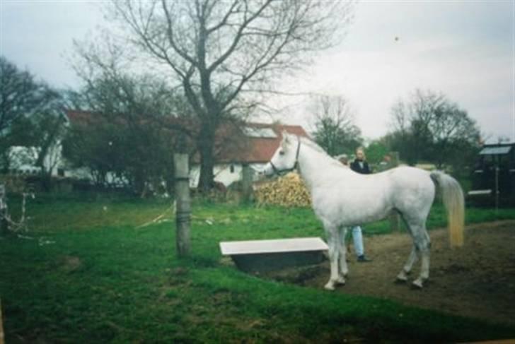 Shagya Araber (SH) SAÉN-G.. DEN HVIDE DRØM - Sasse som 3 årig. billede 2