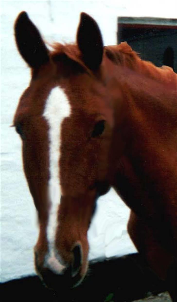 Anden særlig race Mr. Beauty *død 1998* billede 6