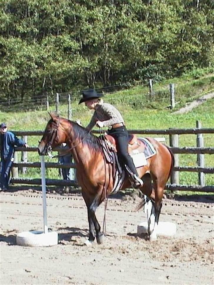Quarter Tessa Chex - Min søster og Tessa trail viborg billede 10