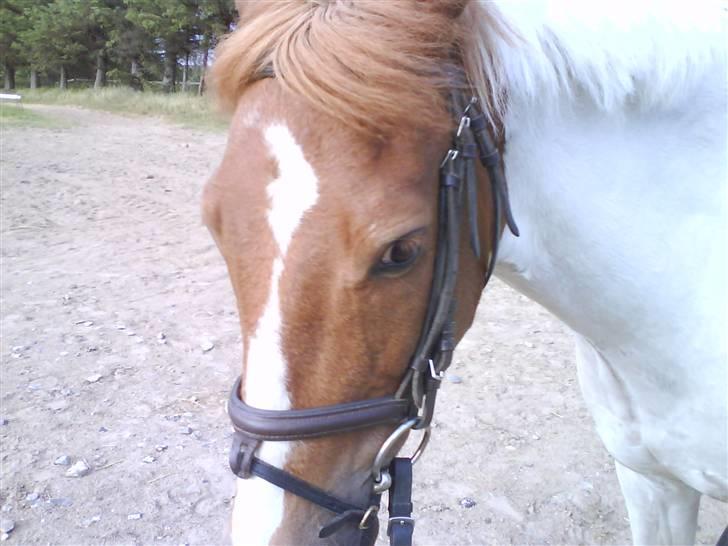 Pinto Tarzan - Tarzan igen billede 2