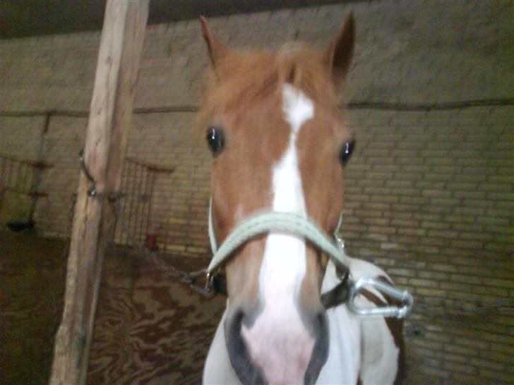 Pinto Tarzan billede 3