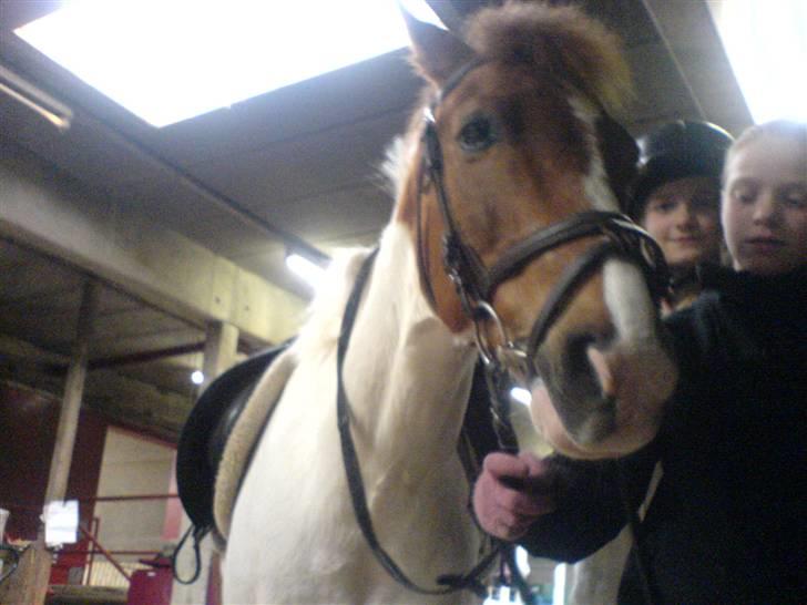 Pinto Tarzan - selvfølgelig er han bedst fra denne her side billede 4