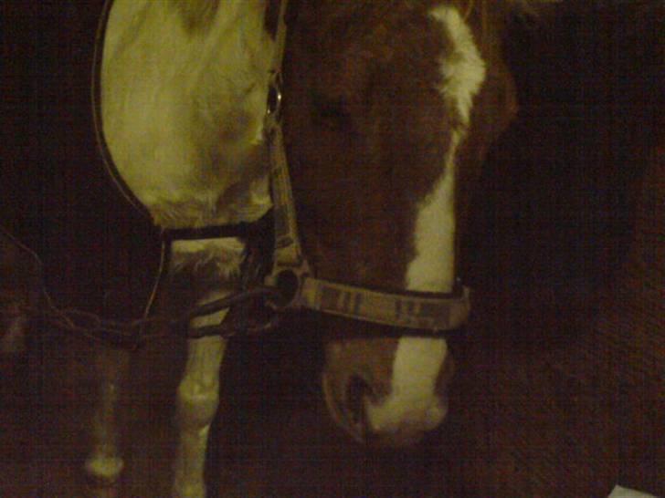 Pinto Tarzan - Tarzan med dækken billede 6