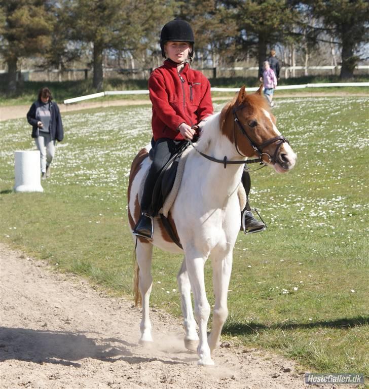 Pinto Tarzan billede 7