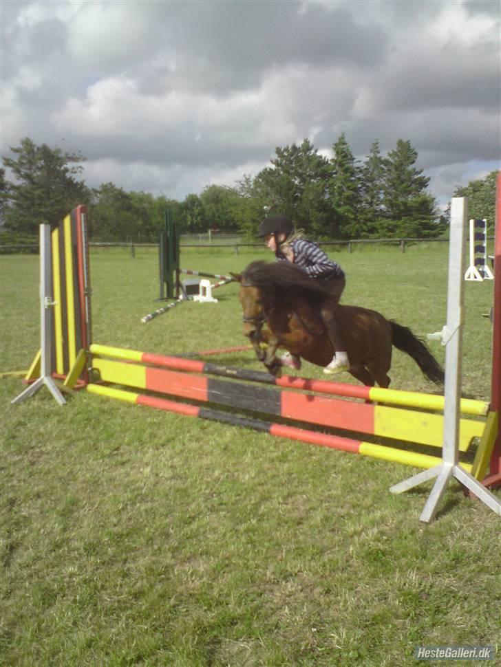 Shetlænder Birger  SOLGT - Birger den Hotte spriner  :)  xD billede 4