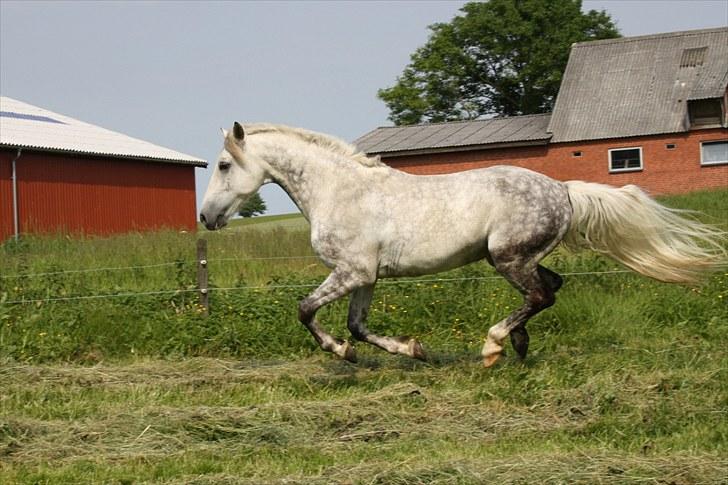 Welsh Cob (sec D) Athos/Mowgli - på fold Foto : mig billede 13