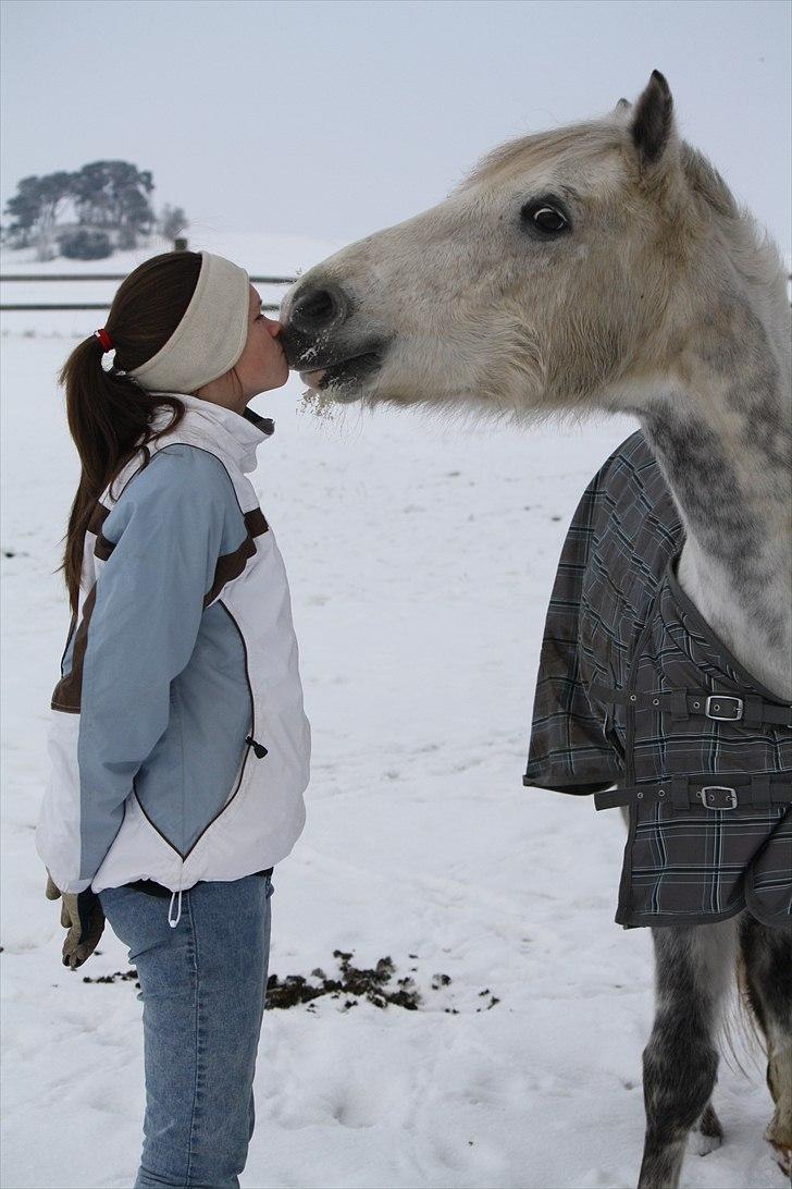 Welsh Cob (sec D) Athos/Mowgli - OS TO 4-EVER <3   Foto : min mor billede 14