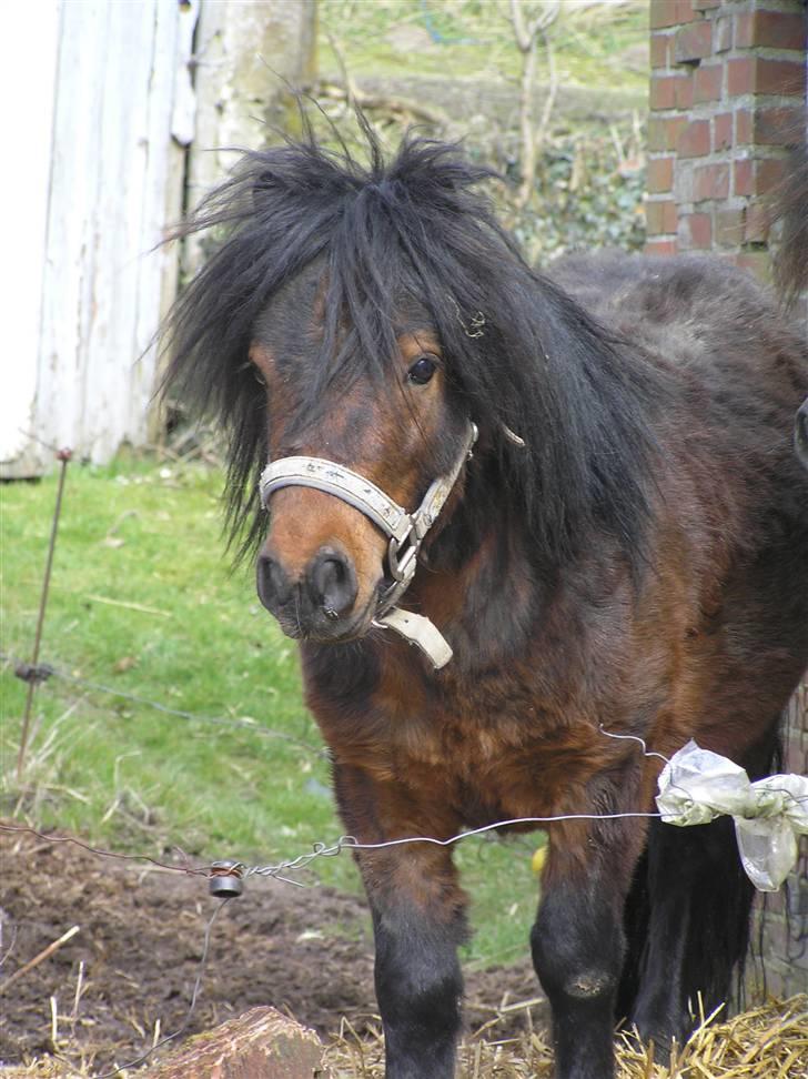 Anden særlig race Little Bandit billede 8